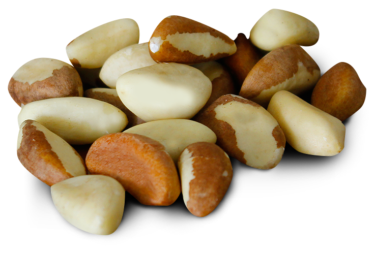 castana-producto-nuez-web